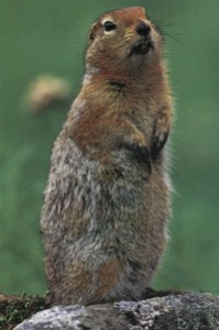 arctic_groundsquirrel