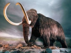 mamut