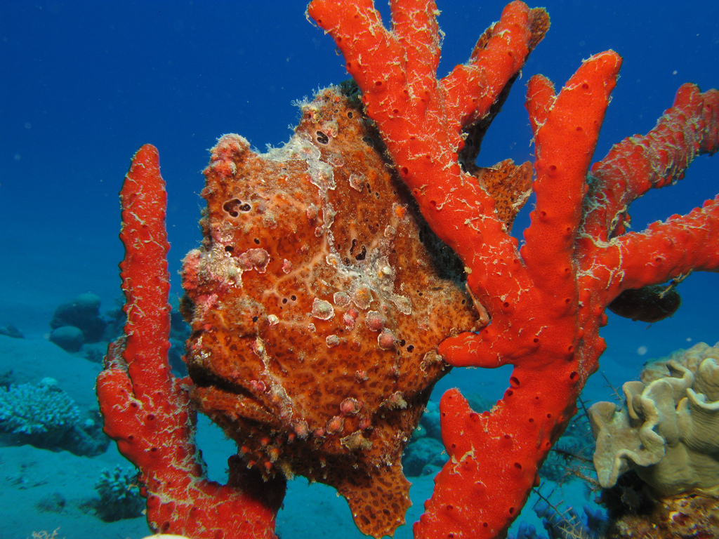 Locos por Geología » ¿El coral, es una piedra preciosa?