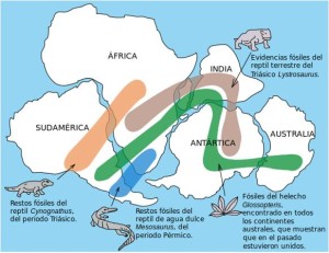 pruebas paleontolÃ³gicas